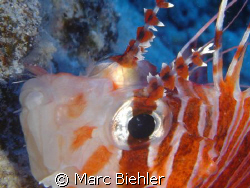 LION FISHE, Bora Bora.
Close up. Cybershot Sony T5 by Marc Biehler 